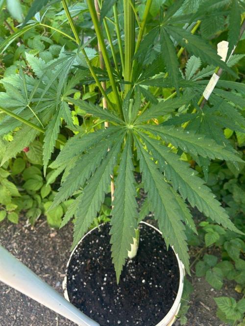 LveR Gorilla x Haze. Week 7