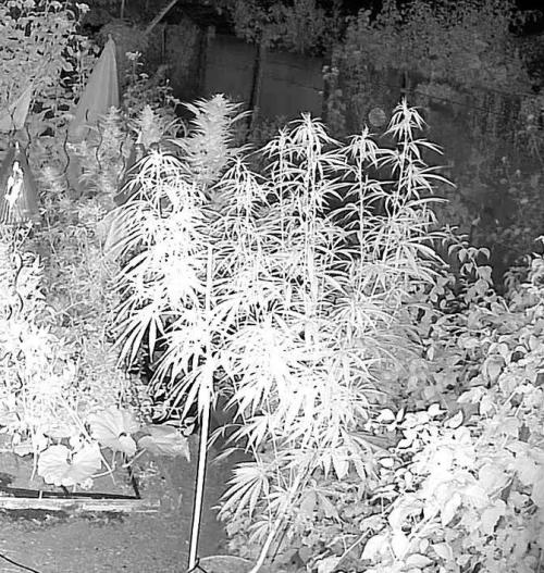 LveR Gorilla x Haze. Week 7