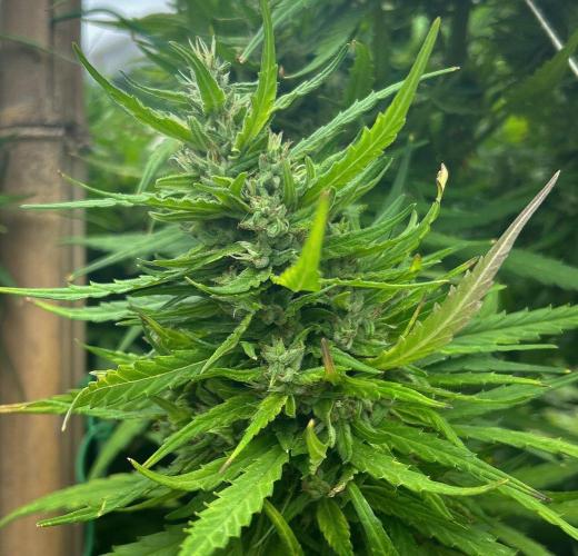 LveR Gorilla x Haze. Week 17