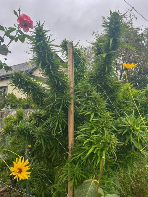 LveR Gorilla x Haze. Week 17