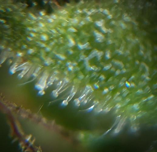 LveR Gorilla x Haze. Week 17 - Not yet - I harvest at pic, i.e. 95% milky/5% amber).