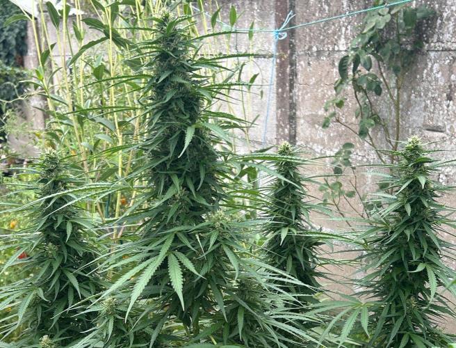 Fast Flowering Mix Fastbuds - 2026. Week 10