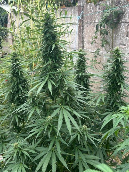 Fast Flowering Mix Fastbuds - 2026. Week 10