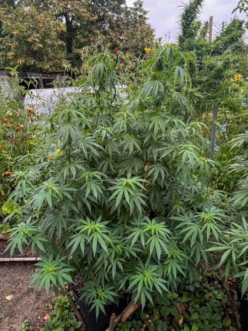 Fast Flowering Mix Fastbuds - 2026. Week 10