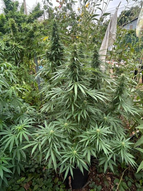 Fast Flowering Mix Fastbuds - 2026. Week 10
