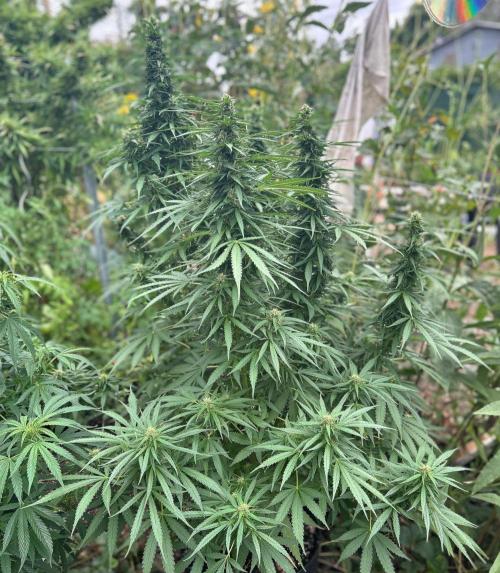 Fast Flowering Mix Fastbuds - 2026. Week 10