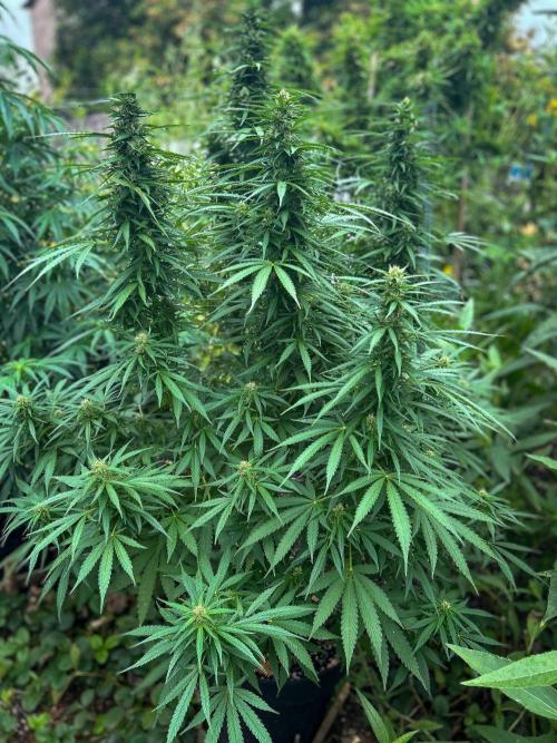Fast Flowering Mix Fastbuds - 2026. Week 10