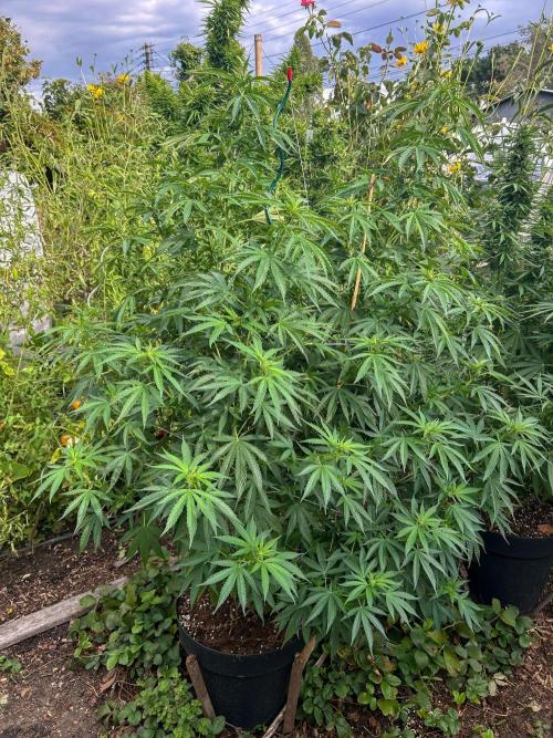 Fast Flowering Mix Fastbuds - 2026. Week 10