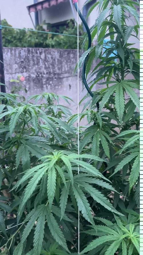 Fast Flowering Mix Fastbuds - 2026