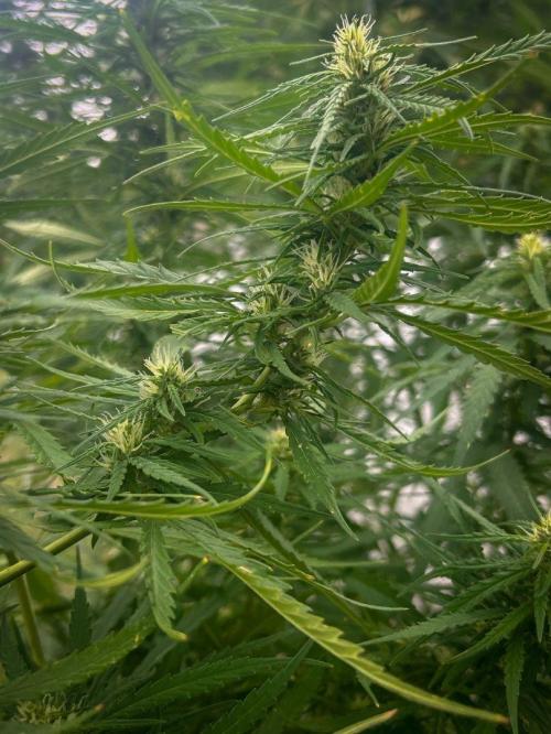 LveR Gorilla x Haze. Week 14