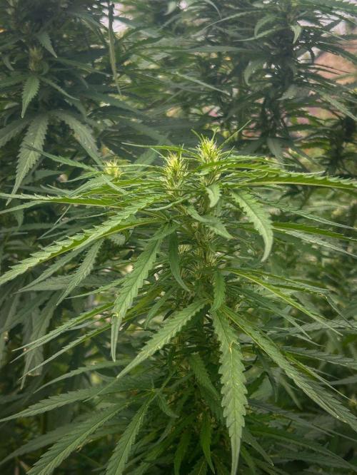 LveR Gorilla x Haze. Week 14