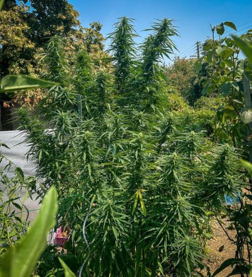 LveR Gorilla x Haze. Week 14