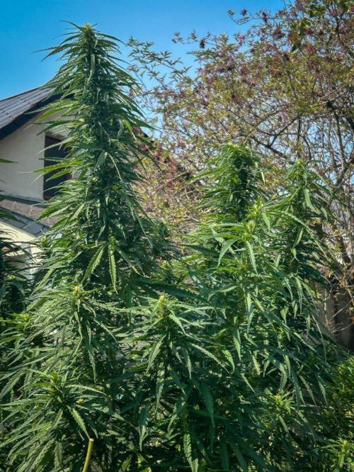LveR Gorilla x Haze. Week 14