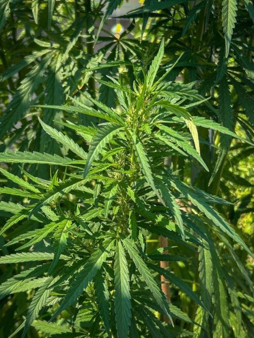 LveR Gorilla x Haze. Week 14