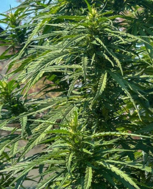 LveR Gorilla x Haze. Week 14