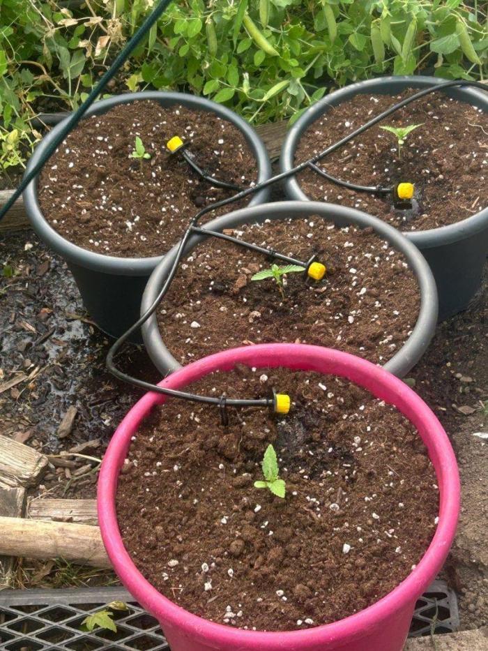Fast Flowering Mix Fastbuds - 2026. Week 2
