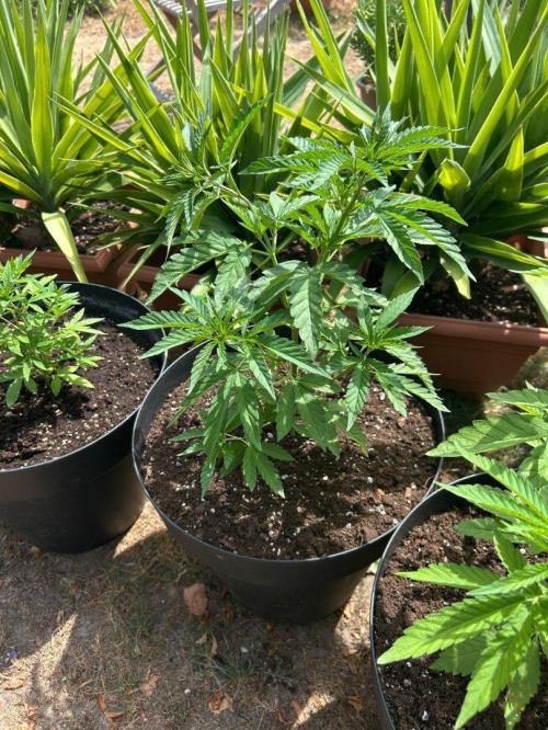 Fast Flowering Mix Fastbuds - 2026. Week 4