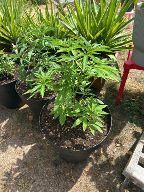 Fast Flowering Mix Fastbuds - 2026. Week 4