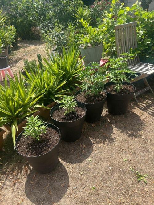 Fast Flowering Mix Fastbuds - 2026. Week 4