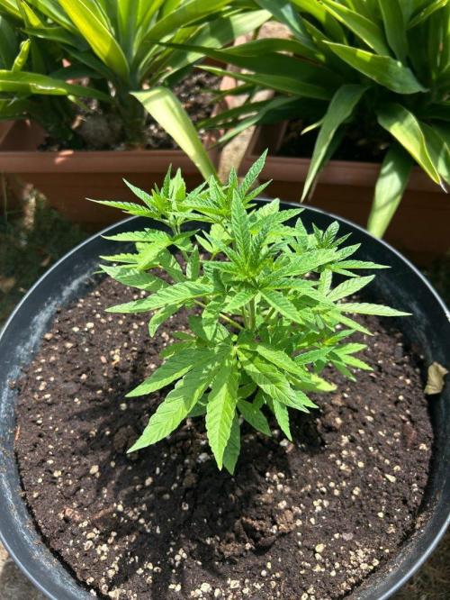 Fast Flowering Mix Fastbuds - 2026. Week 4
