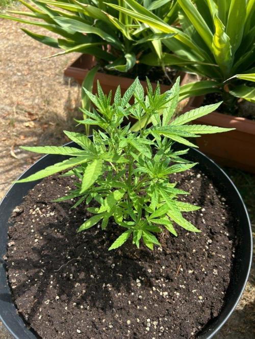 Fast Flowering Mix Fastbuds - 2026. Week 4