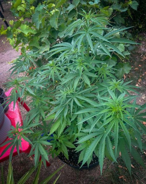Fast Flowering Mix Fastbuds - 2026. Week 6