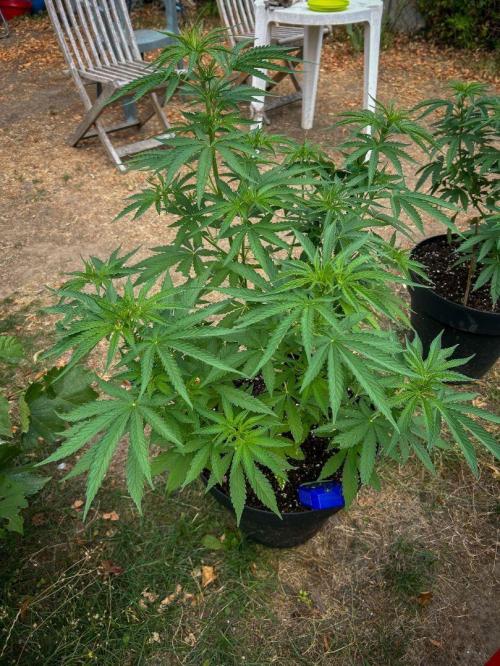 Fast Flowering Mix Fastbuds - 2026. Week 6