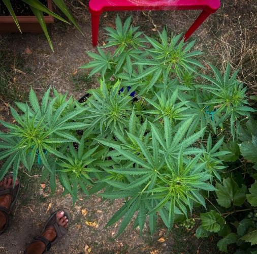 Fast Flowering Mix Fastbuds - 2026. Week 6