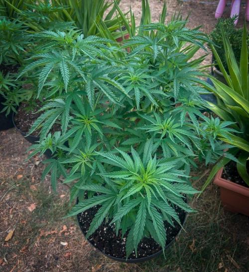 Fast Flowering Mix Fastbuds - 2026. Week 6