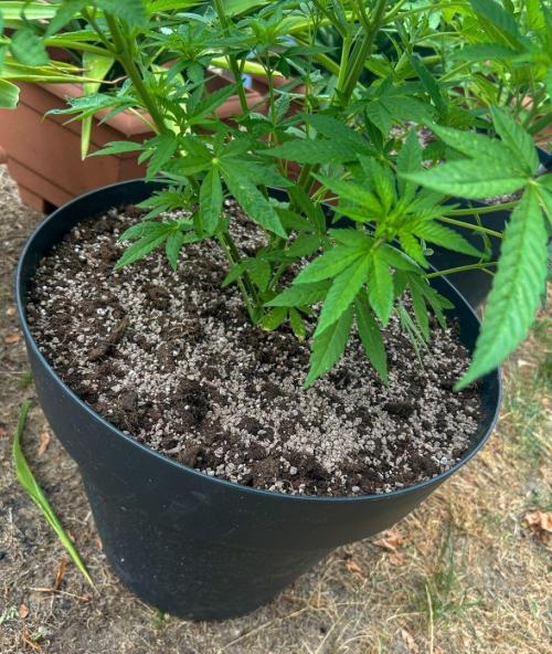 Fast Flowering Mix Fastbuds - 2026. Week 6