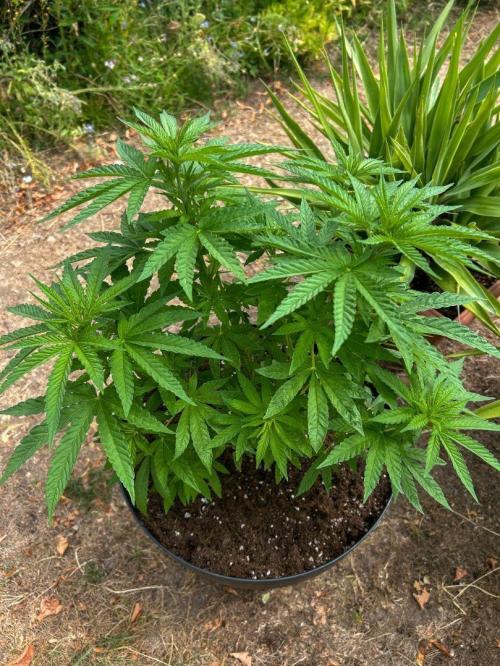Fast Flowering Mix Fastbuds - 2026. Week 6