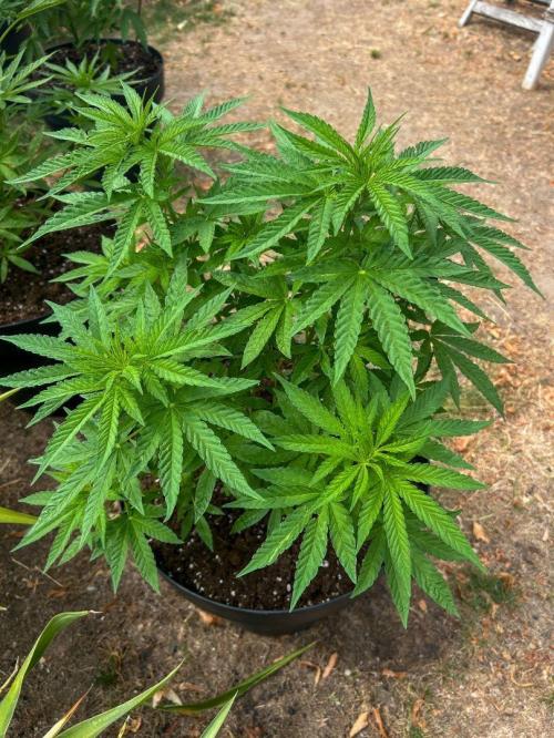 Fast Flowering Mix Fastbuds - 2026. Week 6