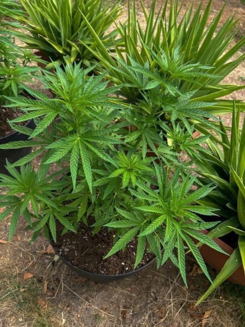 Fast Flowering Mix Fastbuds - 2026. Week 6