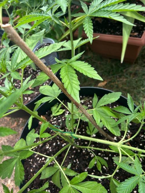 Fast Flowering Mix Fastbuds - 2026. Week 5