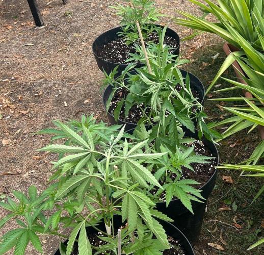 Fast Flowering Mix Fastbuds - 2026. Week 5