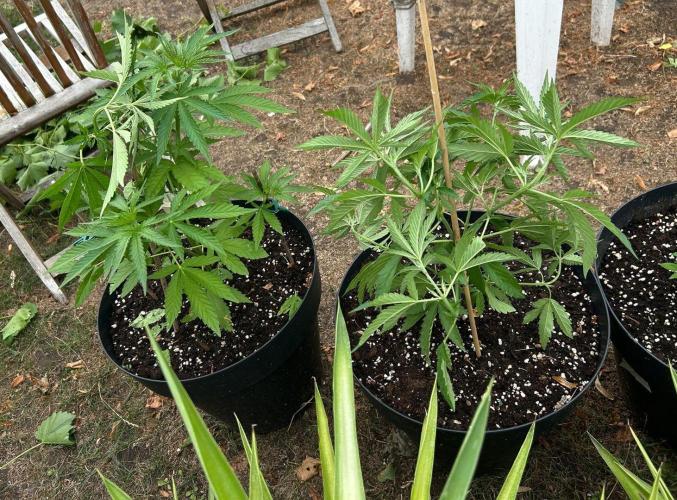 Fast Flowering Mix Fastbuds - 2026. Week 5