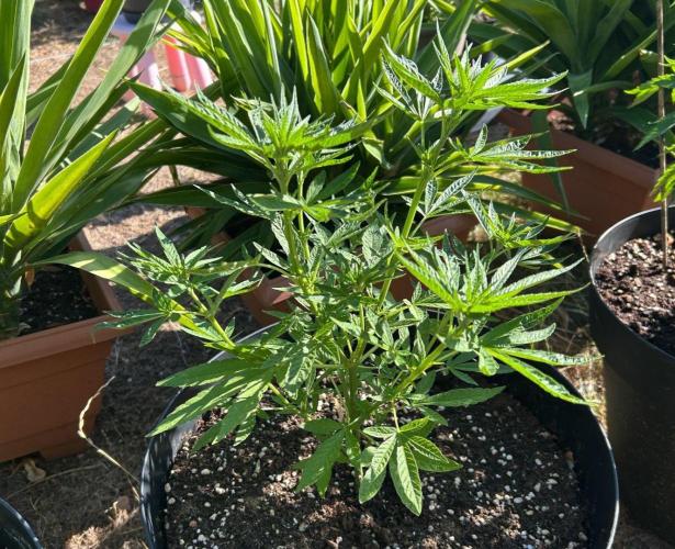 Fast Flowering Mix Fastbuds - 2026. Week 5