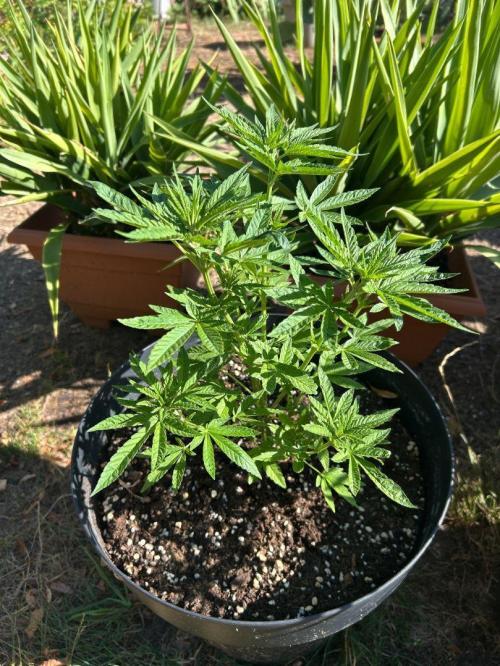 Fast Flowering Mix Fastbuds - 2026. Week 5