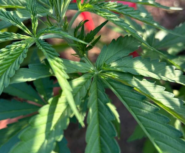 Fast Flowering Mix Fastbuds - 2026. Week 5