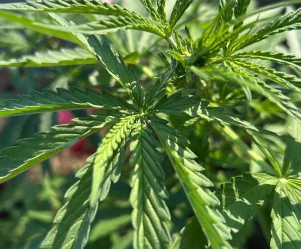 Fast Flowering Mix Fastbuds - 2026. Week 5