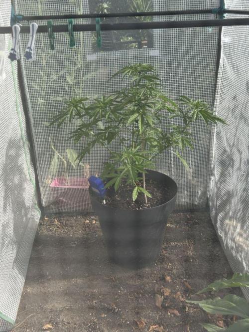 Fast Flowering Mix Fastbuds - 2026. Week 5