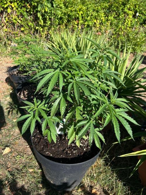 Fast Flowering Mix Fastbuds - 2026. Week 5
