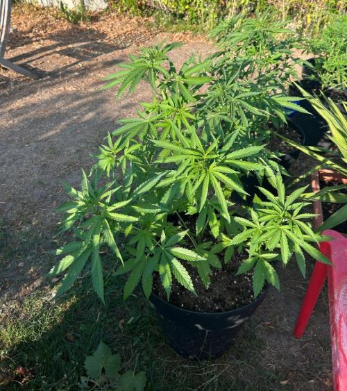 Fast Flowering Mix Fastbuds - 2026. Week 5
