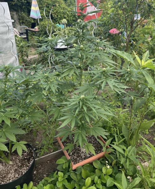 Blueberry Auto. Week 7