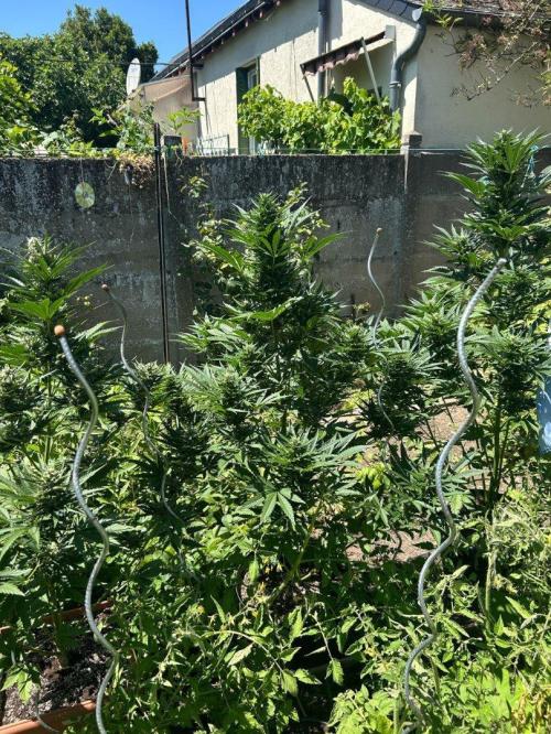 Blueberry Auto - Fastbuds - 2026. Week 7