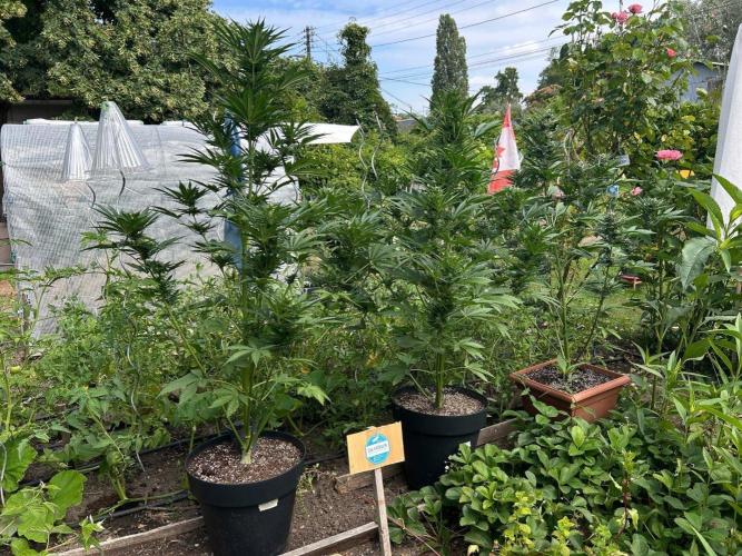 Blueberry Auto - Fastbuds - 2026. Week 7
