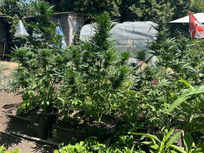 Blueberry Auto - Fastbuds - 2026. Week 7