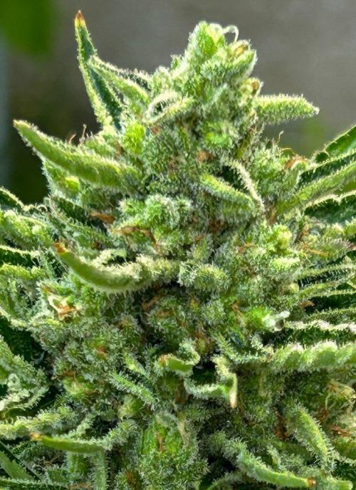 Blueberry Auto. Week 9