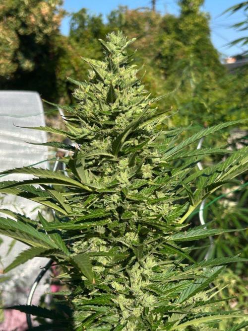 Blueberry Auto - Fastbuds - 2026. Week 10