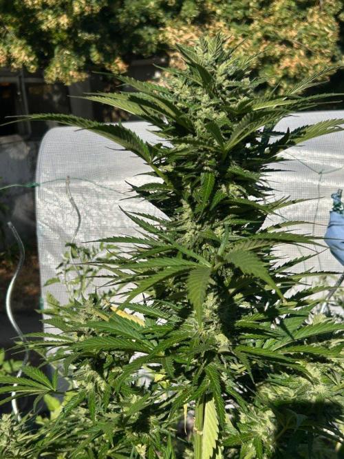Blueberry Auto - Fastbuds - 2026. Week 10